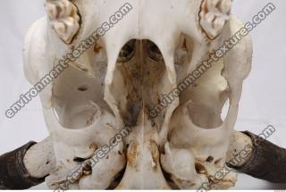 Photo Reference of Animal Skull